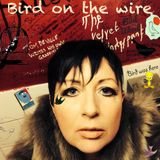 Bird On The Wire