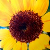 April Sunshine