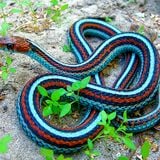 Snakes #13 - 23/12/11 - on RadioBasePopolare