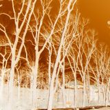 frost 1/2013