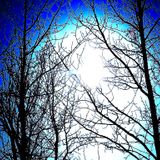 Winter Sun