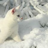 S'now Joke Mini Mix - Keira V