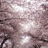 The Sundance Kid's WestEnd Cherry Blossom Throwdown!