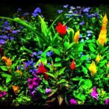 flowers for our future