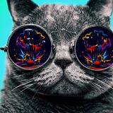 The trancing cat