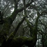 Dark Forest nov 2015