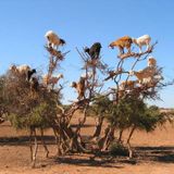 Goats In Tress #SIR 50