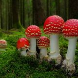 Shroomers Delight Part 1