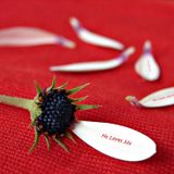 Love Songs Vol. 13
