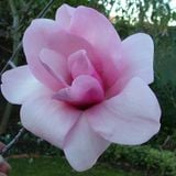MAGNOLIA #1