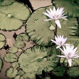 Mosaico 182: Chet Faker, Mo Kolours, Trio Valore, Bart Davenport