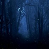 Moonshine