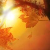 HotFader - Everybody loves autumn sunshine 2012