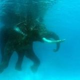 Elephant swinging - Madame Summit