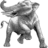 Elephantidae Mix