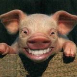 Pigs In Shit! (mixed by Jeff Salazar)