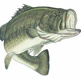 Deep and Bass