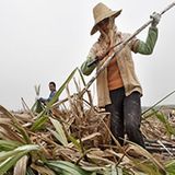 Andy Newsham on ecosystems-based climate change adaptation