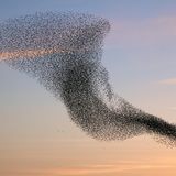 Birds On Sian