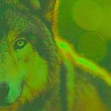 DREAMS OF A LUSTY WOLF (MIX)