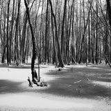 deep in the woods mix