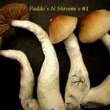 Paddo`s and Shroom`s #1
