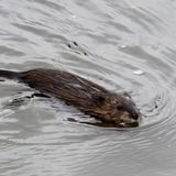 Jan 31: Muskrat Love