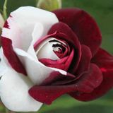 Zaharia Barsan - Trandafirii rosii
