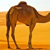 HUMP DAY MIX