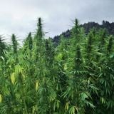 I Man A Herbalist 4:20 in a Roots & Culture Style