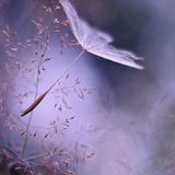 Tranquility 005 / November 2011
