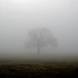 Mist