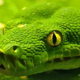 The Emerald Snake