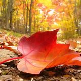 31/10/2010 - "Autumn's Beginning"