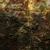 Journey Through The Forest - Part 2
