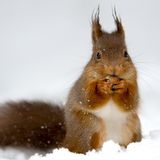 Nemo: The Blizzard That Barely Was.