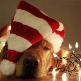 SPACE DOGS RADiO #miXtape 026 - 12 COCKTAiLS OF CHRiSTMAS