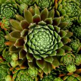 Kaleidoscope