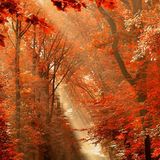 Autumn Blaze