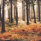 Christopher Schwarzwalder - Forêt Noire (2015-06-08)