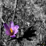 Life Paints. Spring