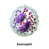 iTRay "EOSINOPHIL"