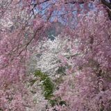 nucleus of spring 2013