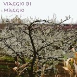Daniele Palmas - Viaggio di Maggio 2012