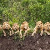 Lion-Hearted - June 2014 - (Reggae, Ragga & Dancehall)