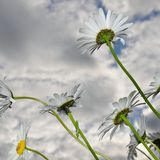 La Majorité silencieuse s'exprime sur… le printemps!