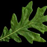Oak is back