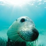 Foca