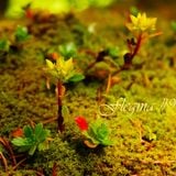 Flegma #9 (November)