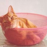 Cats in the bowl
